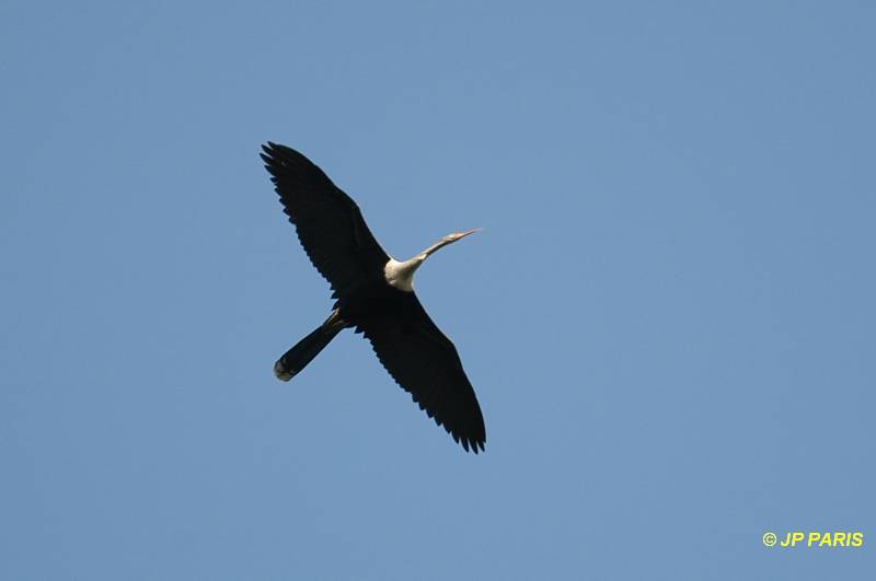 Anhinga anhinga